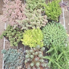 多肉植物　セダム　10ポット　1籠
