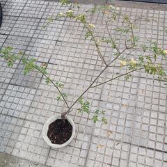 　無料　黄色モッコウバラの画像