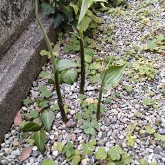 みょうがの苗の画像