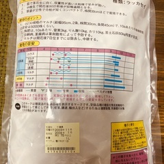 落花生の種　おおまさりネオ（人気！）