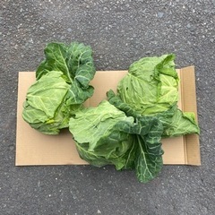 春キャベツ３個