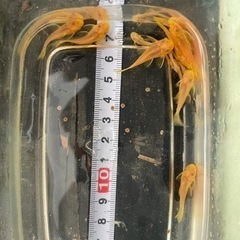 ゴールデンアイブッシープレコ　熱帯魚
　1匹の画像