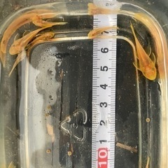 ゴールデンアイブッシープレコ　熱帯魚
　1匹の画像