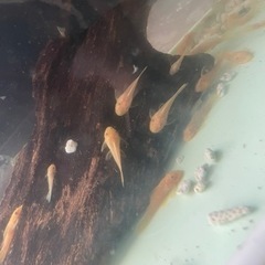 ゴールデンアイブッシープレコ　熱帯魚
　1匹の画像