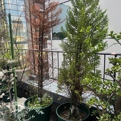 柑橘系の木5 コの画像