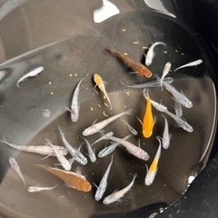 ミックスめだか 約30匹 メダカの画像