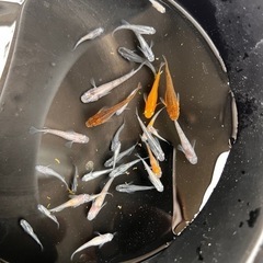 ミックスめだか 約30匹 メダカの画像