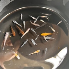 ミックスめだか 約30匹 メダカの画像