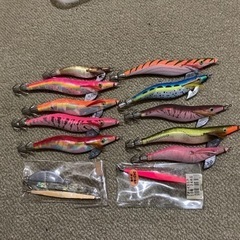 エギ　アオリイカ