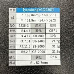 ☆能勢YG血統847系オオクワガタ成虫ペア82.7mm&50.3mm☆の画像