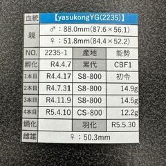 ☆能勢YG血統847系オオクワガタ成虫ペア82.7mm&50.3mm☆の画像
