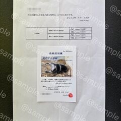 ☆能勢YG血統847系オオクワガタ成虫ペア82.7mm&50.3mm☆の画像