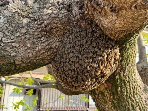 日本蜜蜂　春分蜂1群　重箱2段