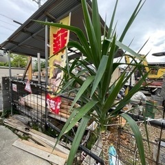 2m級❗️ユッカエレファンティペス【無人販売】の画像