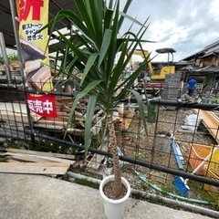 2m級❗️ユッカエレファンティペス【無人販売】の画像