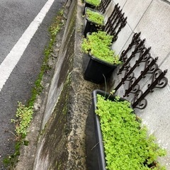 セダム  無料で差し上げますの画像