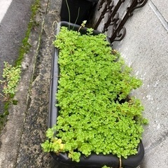 セダム  無料で差し上げますの画像