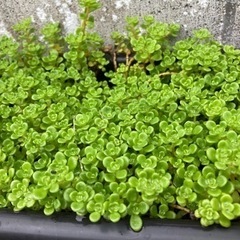 セダム  無料で差し上げますの画像