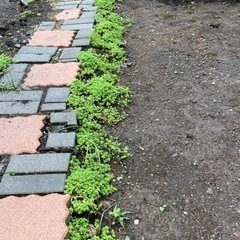 セダム  無料で差し上げますの画像