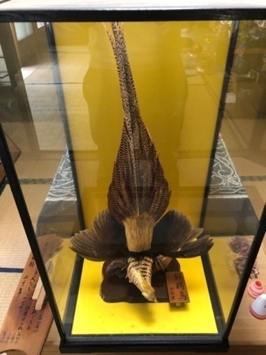 錦鶏の剥製