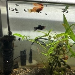 熱帯魚バルーンモーリーの赤ちゃんの画像