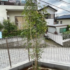 サツキ　トネリコ　オリーブ　金木犀　キンモクセイ