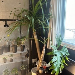 セローム(＋植木鉢)/ドラセナ譲り先決まりました
