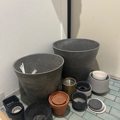 セローム(＋植木鉢)/ドラセナ譲り先決まりました
の画像