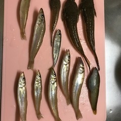 魚釣りともだち - 鳥取市