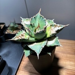 アガベ　チタノタ白鯨