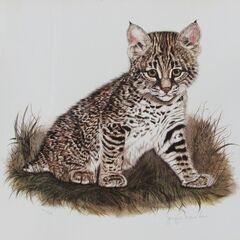 動物作家女流巨匠！ジャッキーマリーヴォーグ「ベイビーボブキャット...