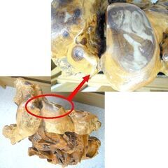 瘤木 龍の彫刻 置物 衝立 オブジェ 木彫り一本物 瘤杢 縁起物 札幌市北区の画像