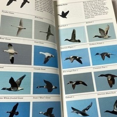An Audubon Handbook EASTERN BIRDS 1988年の画像