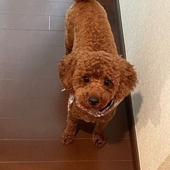 犬友募集🐶 - 飯能市