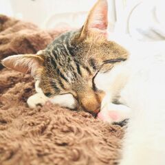 去勢済み　オス猫1才