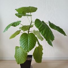 観葉植物（フィカスウンベラータ）（２）の画像