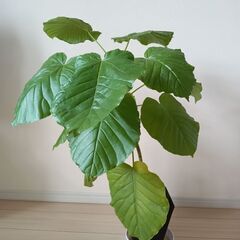 観葉植物（フィカスウンベラータ）（２）の画像