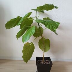観葉植物（フィカスウンベラータ）（２）の画像