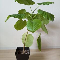観葉植物（フィカスウンベラータ）（２）の画像