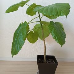 観葉植物（フィカスウンベラータ）（３）の画像