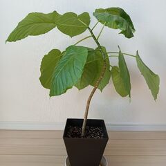 観葉植物（フィカスウンベラータ）（３）の画像