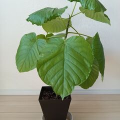 観葉植物（フィカスウンベラータ）（３）の画像