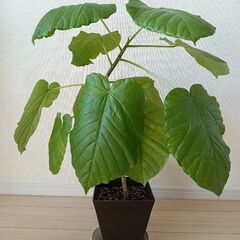 観葉植物（フィカスウンベラータ）（３）の画像