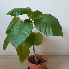 観葉植物（フィカスウンベラータ）（５）の画像