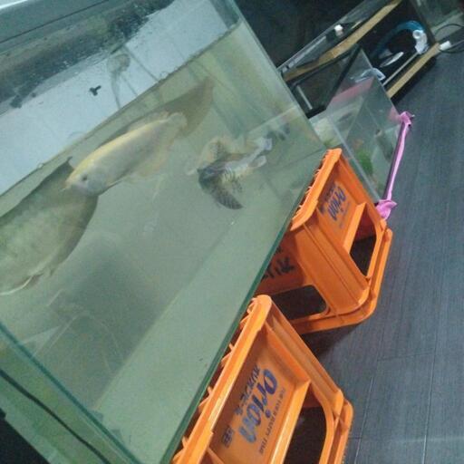 アロワナ