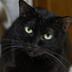ランキングキーワードに紐づく投稿画像-黒猫