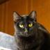 ランキングキーワードに紐づく投稿画像-黒猫