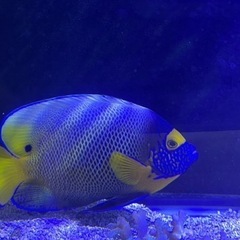 超特価激安の商品をすべて 海水魚の中古が安い！激安で譲ります・無料であげます(39ページ その他