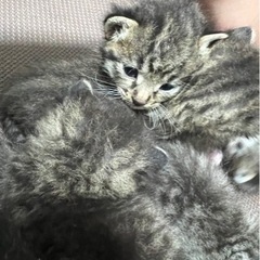お問合せが殺到しておりますので、受付を中断させていただきます！ - 北名古屋市
