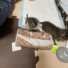 お問合せが殺到しておりますので、受付を中断させていただきます！ - 里親募集